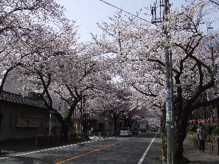 Sakura1.JPG