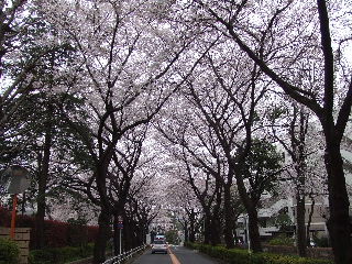 Sakura2.JPG